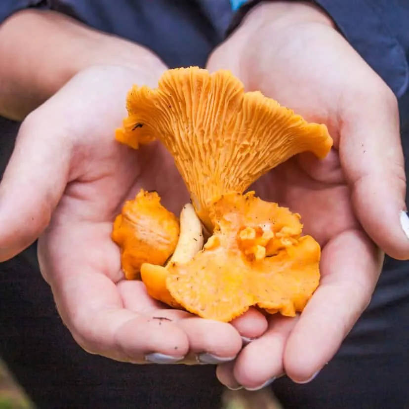 Mushroom Foraging for Beginners