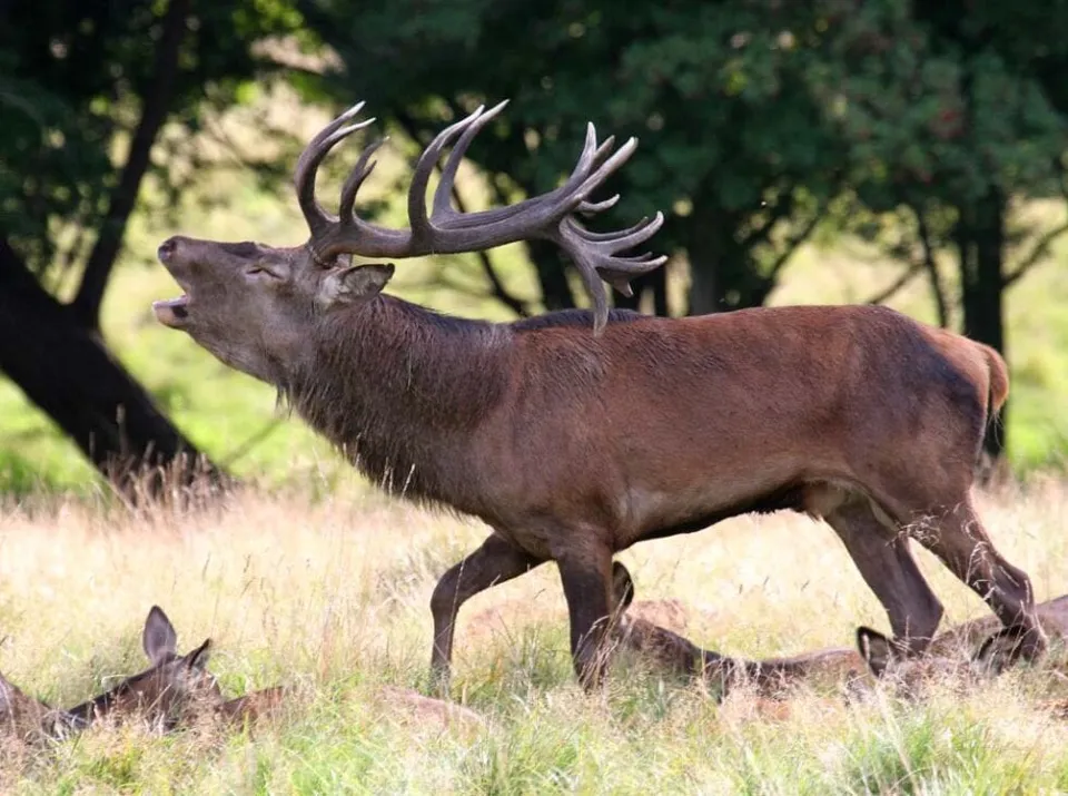 Deer Rut Tour