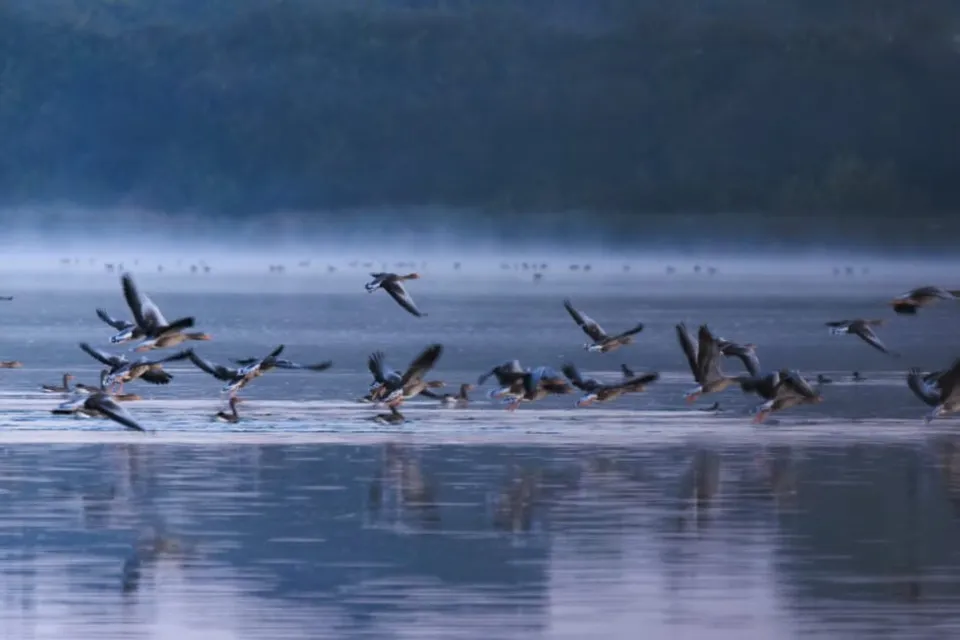 Bird Watching Tour at Mjels Lake