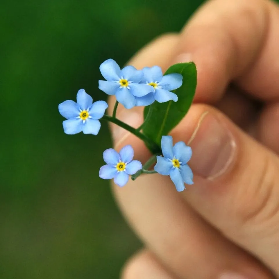 Understanding Dementia for Family and Caregivers