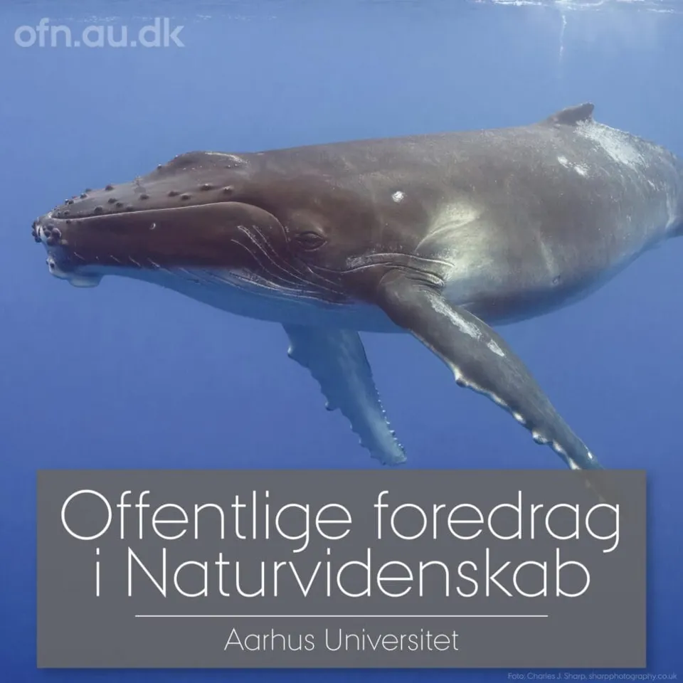 Hunting with Ocean Giants: Whale Research Livestream